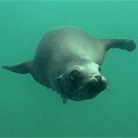 CA Sea Lion at Anacapa Island